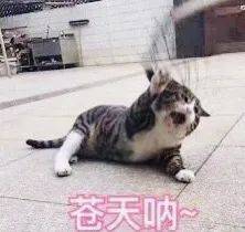 2021年公民/PR/外国学生，中小学学费调整详情