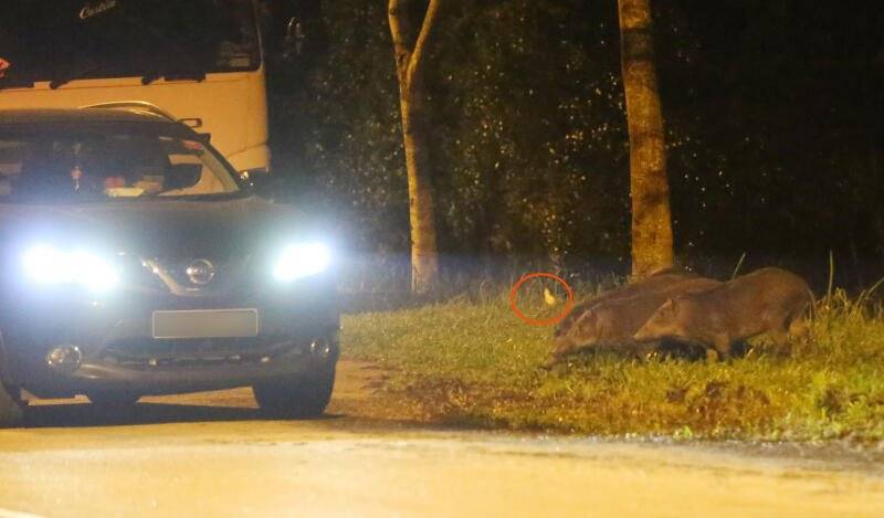 ◤喂食野猪Part 3◢ 罚再重 没在怕 男女摸黑喂到饱才走