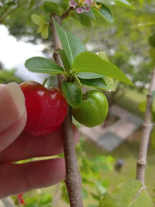 狮城大叔爱心栽种 “小苹果”终结果