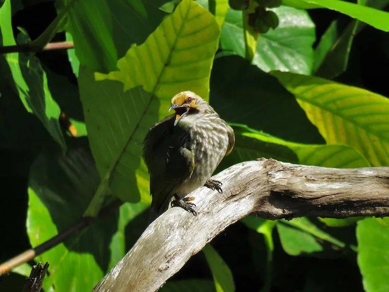 新加坡两处森林将被清理，谁来决定自然保护区的命运