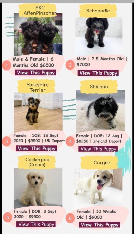 疫情期掀养宠物潮 狮城名犬身价翻几倍