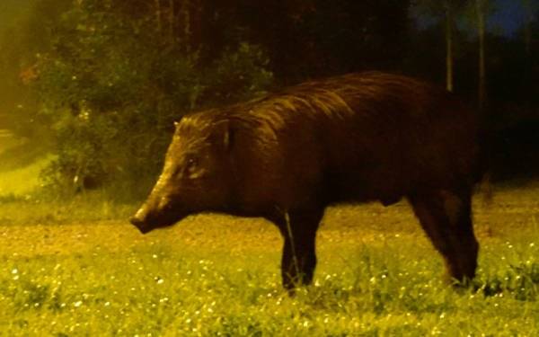 祖坟被野猪撞毁 家属忧破坏“家运”