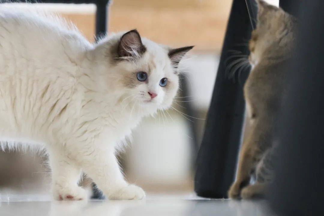 再也不用云吸猫（狗）！盘点新加坡的撸猫撸狗圣地