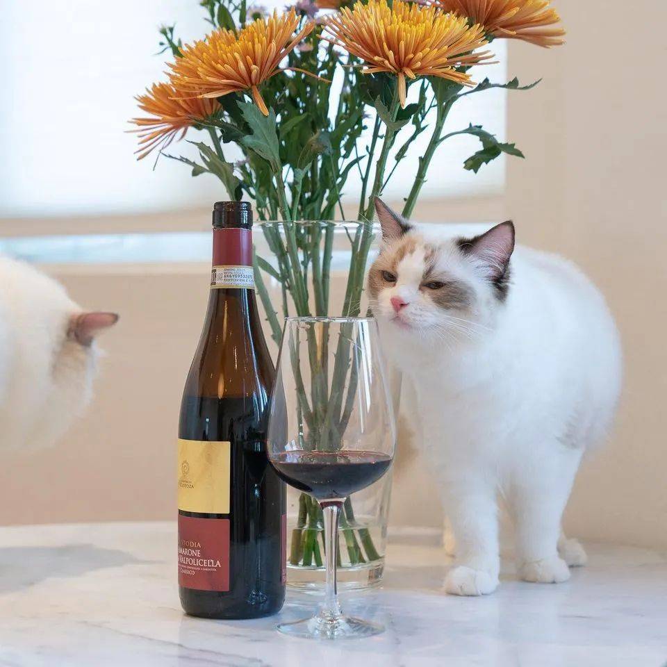 再也不用云吸猫（狗）！盘点新加坡的撸猫撸狗圣地