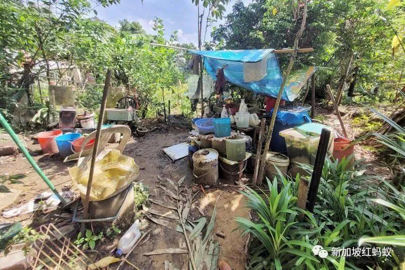 狮城“陶渊明”花10年悄悄在丛林里开拓“世外桃源”　一朝被徒步者举报，被令撤离