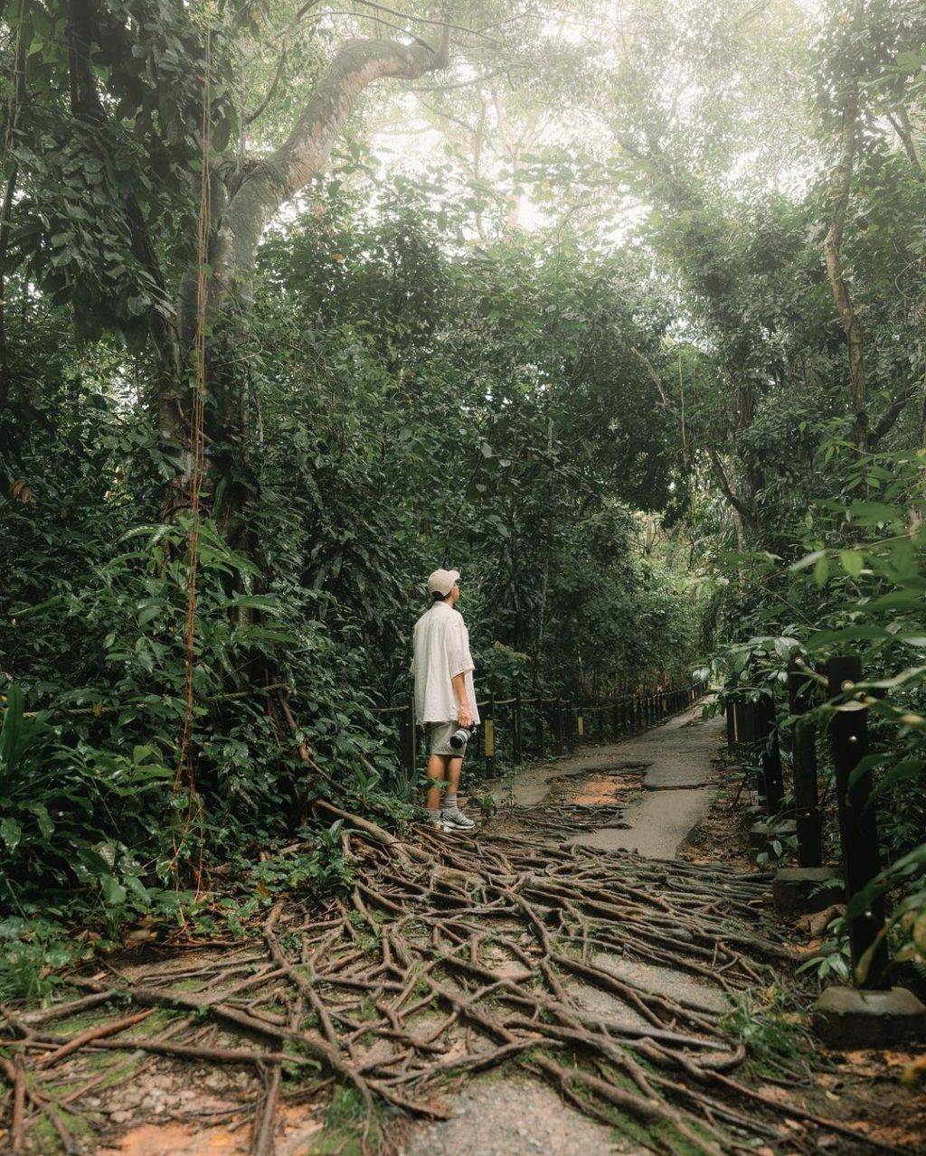 新加坡最美网红树打卡合集🌴壮观古树、根深叶茂，感受大自然的魅力📷