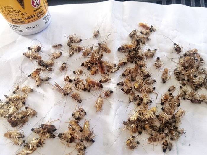 男子面书分享绝招 超强杀虫剂 灭50“小强”