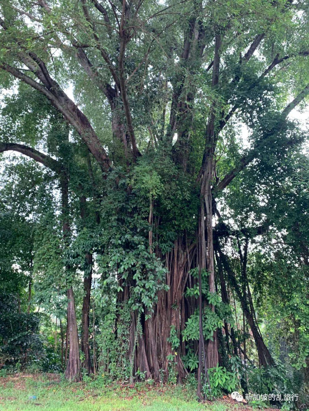 新加坡最宁静的村庄