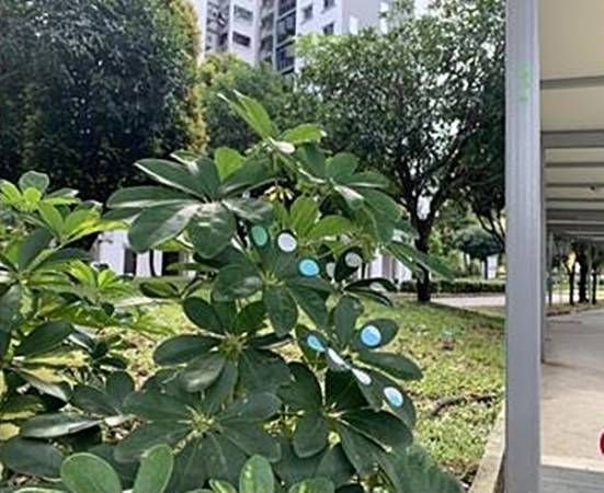 综合诊所外柱子和树叶 处处见“I’m OK”圆点贴纸