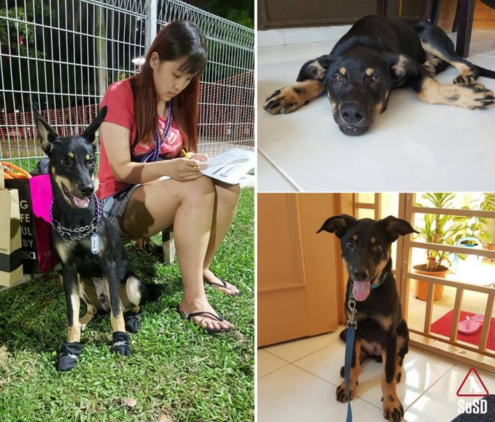 archers-adopter-miao-xuan