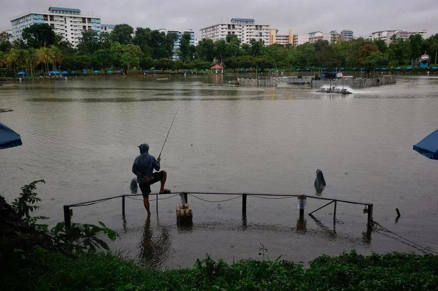 罕见!新加坡圣淘沙这条河变成了粉色,惊现大批死鱼!39年创记录暴雨太作了