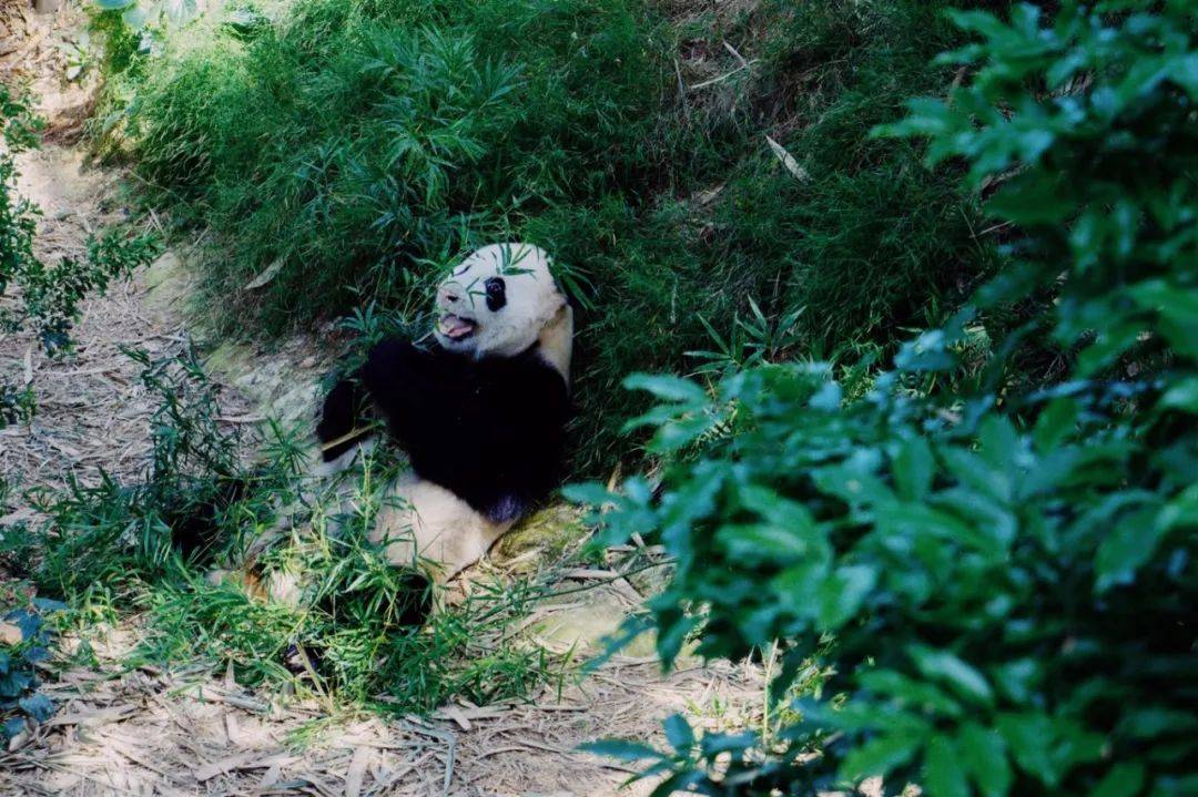 国宝级的客人出席你的新年午宴，有没有猜到是谁来了