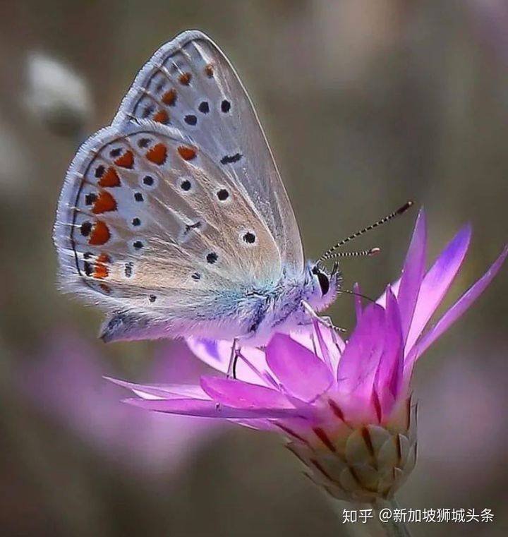 淡滨尼 Tampines: 嬉耍玩乐怎么玩?新加坡最强攻略