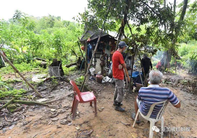 狮城“陶渊明”花10年悄悄在丛林里开拓“世外桃源”　一朝被徒步者举报，被令撤离