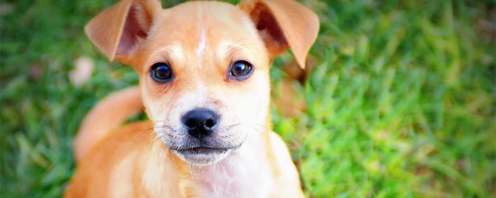 pb12-adoption-page-1000x400