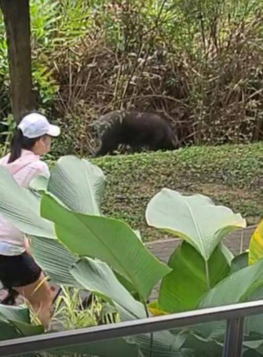 野猪 撞车 咬伤女子 又闹组屋 这回捉到了