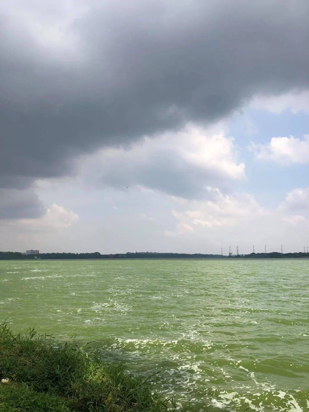 罕见!新加坡圣淘沙这条河变成了粉色,惊现大批死鱼!39年创记录暴雨太作了