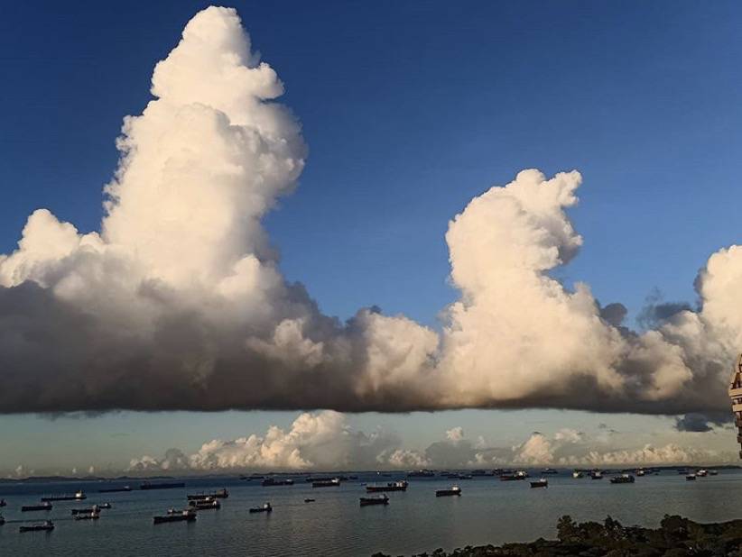 罕见!新加坡圣淘沙这条河变成了粉色,惊现大批死鱼!39年创记录暴雨太作了