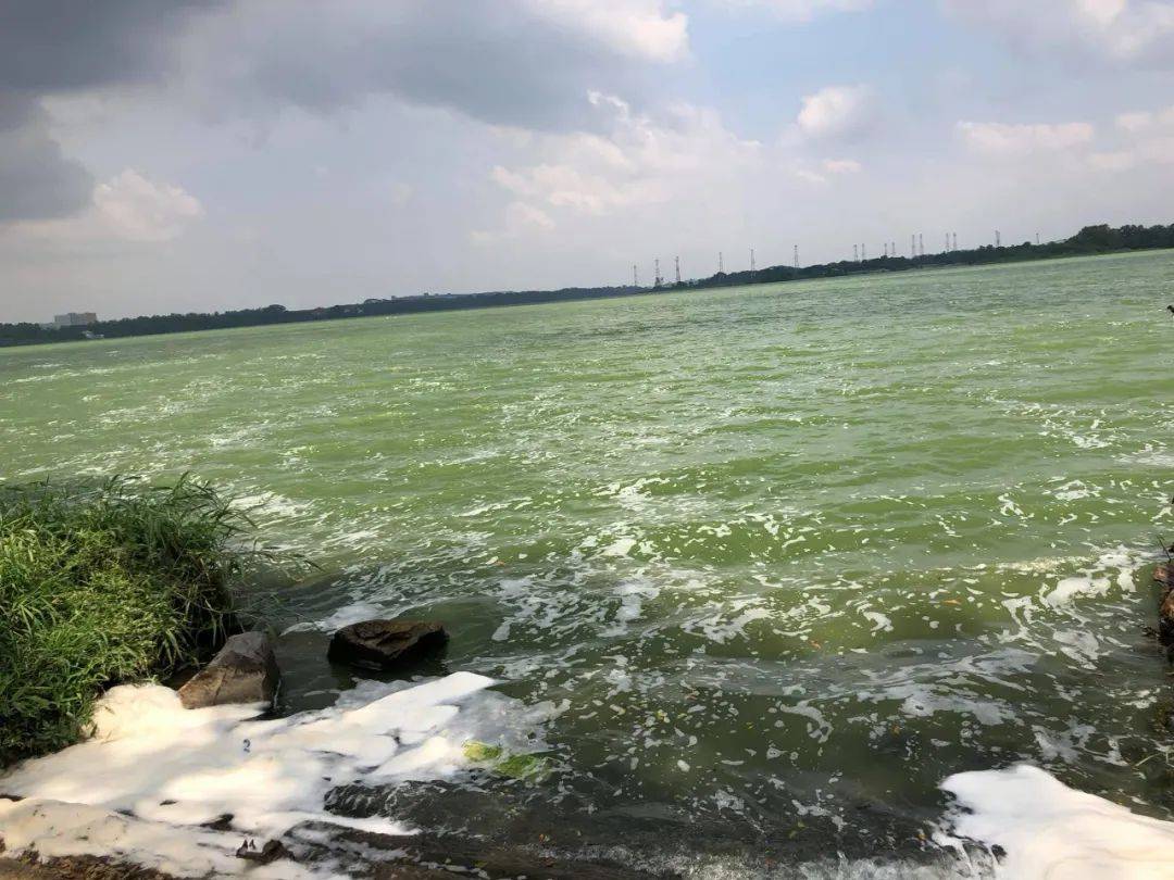 罕见!新加坡圣淘沙这条河变成了粉色,惊现大批死鱼!39年创记录暴雨太作了