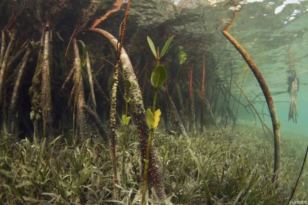 新加坡最好玩的海滩公园！赶海、骑马、划艇、树篱迷宫、烧烤露营，超适合家庭出游