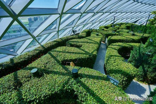 凭什么去新加坡都为它刷屏