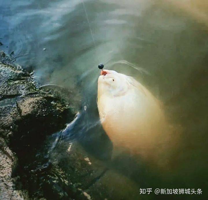 巴西立 Pasir Ris: 新加坡玩乐最强攻略