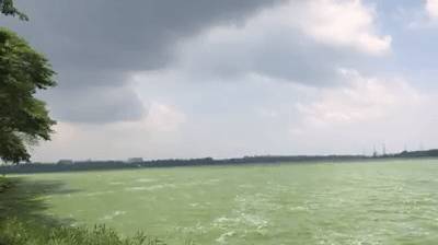 罕见!新加坡圣淘沙这条河变成了粉色,惊现大批死鱼!39年创记录暴雨太作了