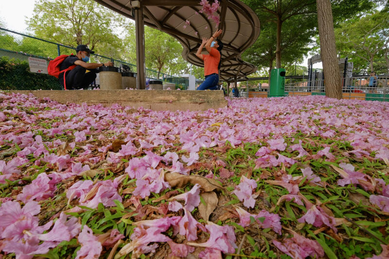 20210401-flower on the floor.jpg