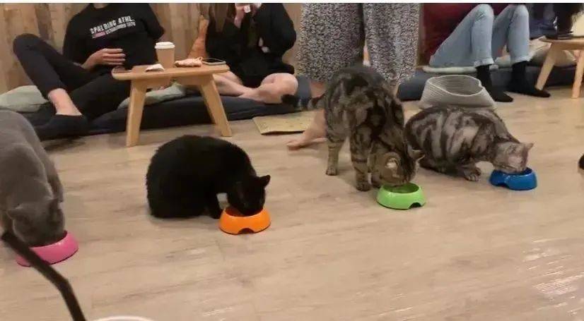 再也不用云吸猫（狗）！盘点新加坡的撸猫撸狗圣地