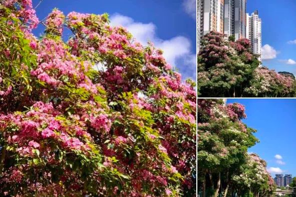 “新加坡樱花”全岛绽放中 你打卡了吗