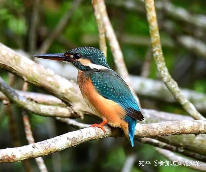 淡滨尼 Tampines: 嬉耍玩乐怎么玩?新加坡最强攻略