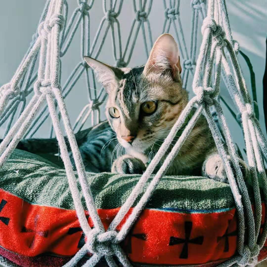 爱猫人士看过来!世界猫科动物保护集市来啦