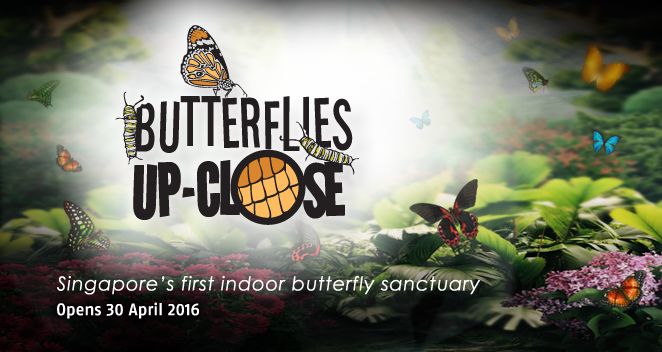 butterflies-up-close