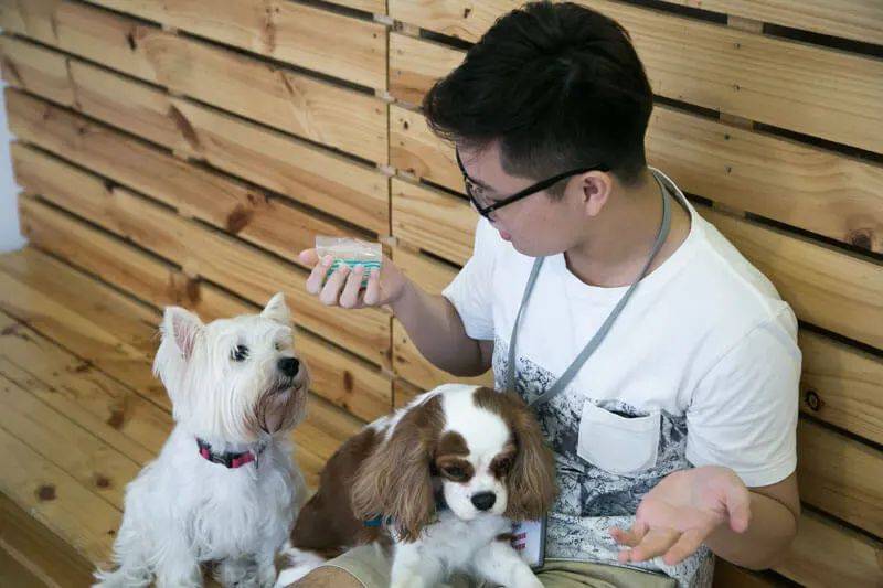 再也不用云吸猫（狗）！盘点新加坡的撸猫撸狗圣地