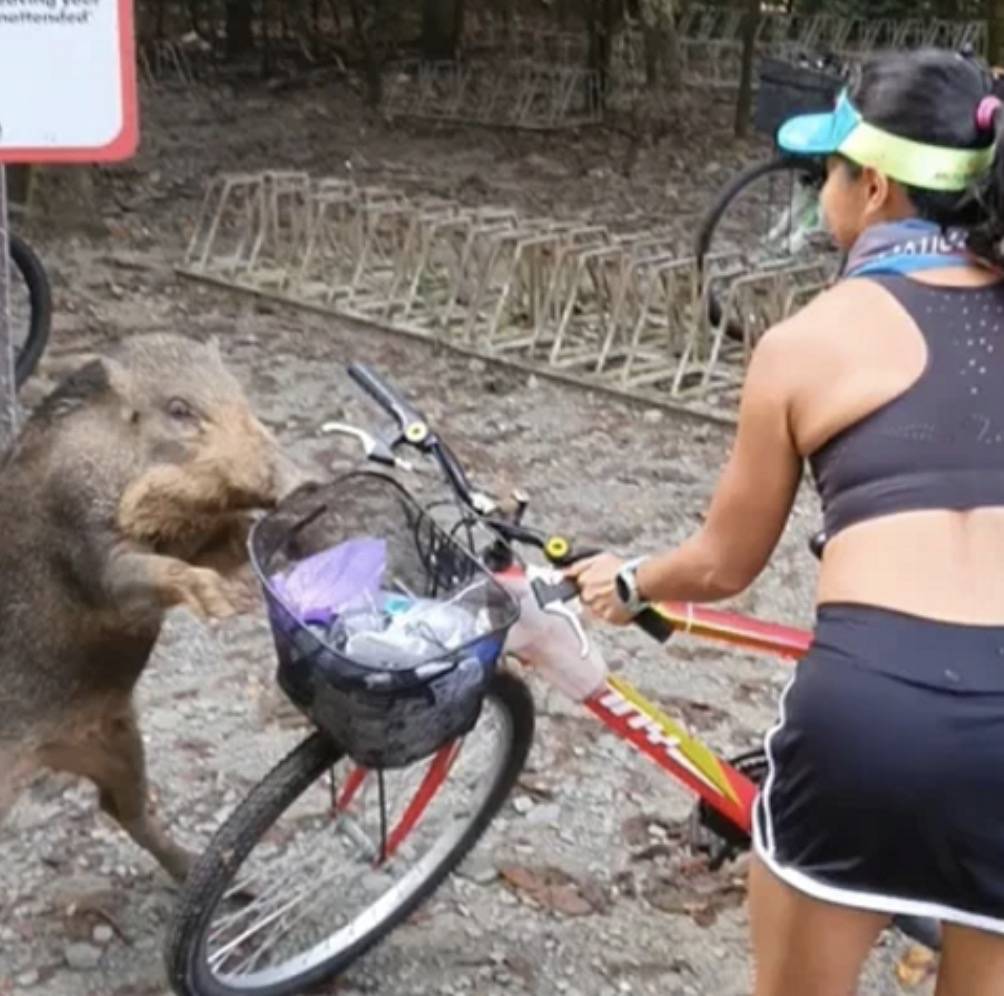 四人在新加坡喂野猪犯法，共被罚1万新币！这些罚款规定太多人踩雷