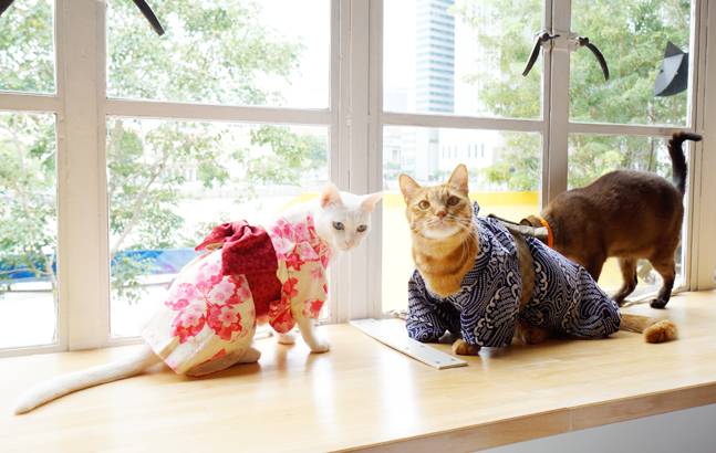 再也不用云吸猫（狗）！盘点新加坡的撸猫撸狗圣地