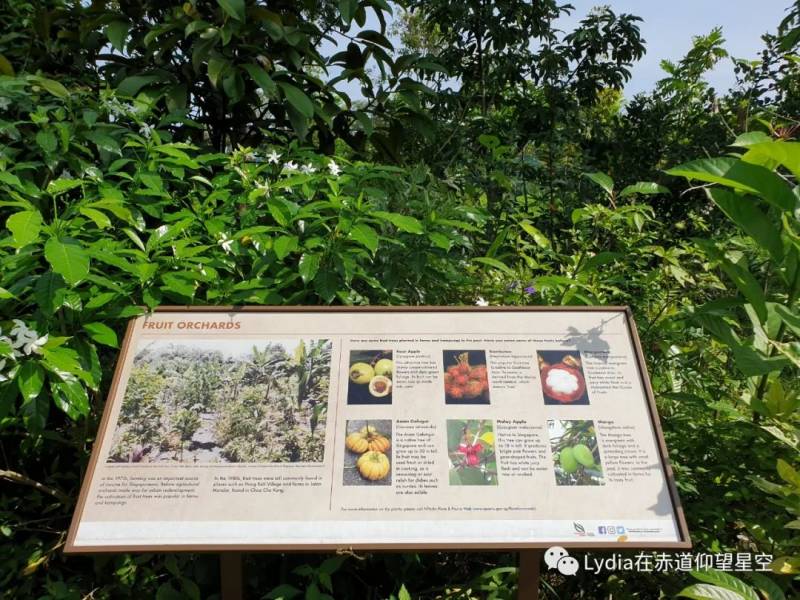 新加坡也有温泉 三巴旺温泉公园