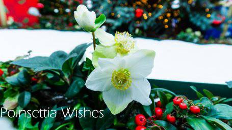 来新加坡，过一个暖暖的圣诞季