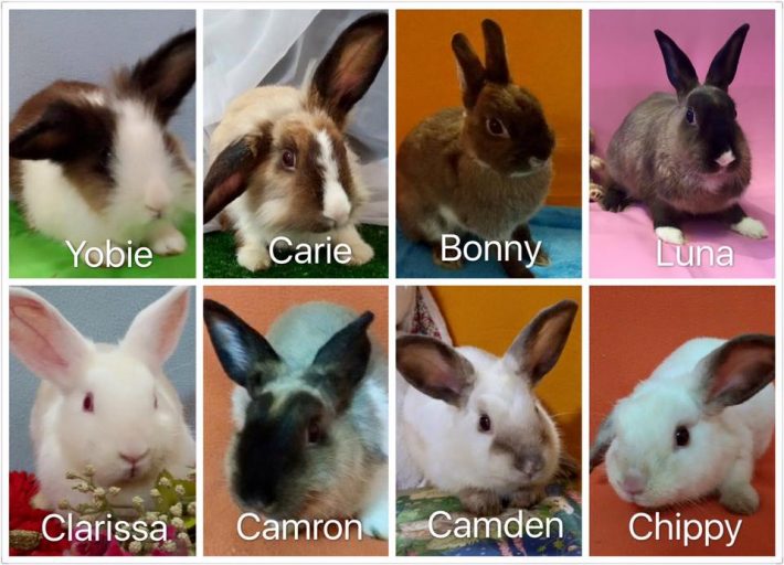 13962572_548115462038579_5751354237172384801_n