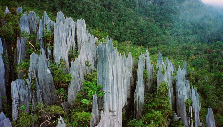 Pinnacles_at_Mulu_2