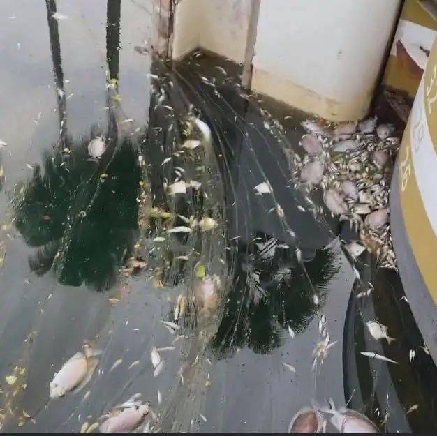 新加坡顶级富豪区升涛湾水道变成粉红色！死鱼成片漂浮，散发出阵阵不可描述的恶臭