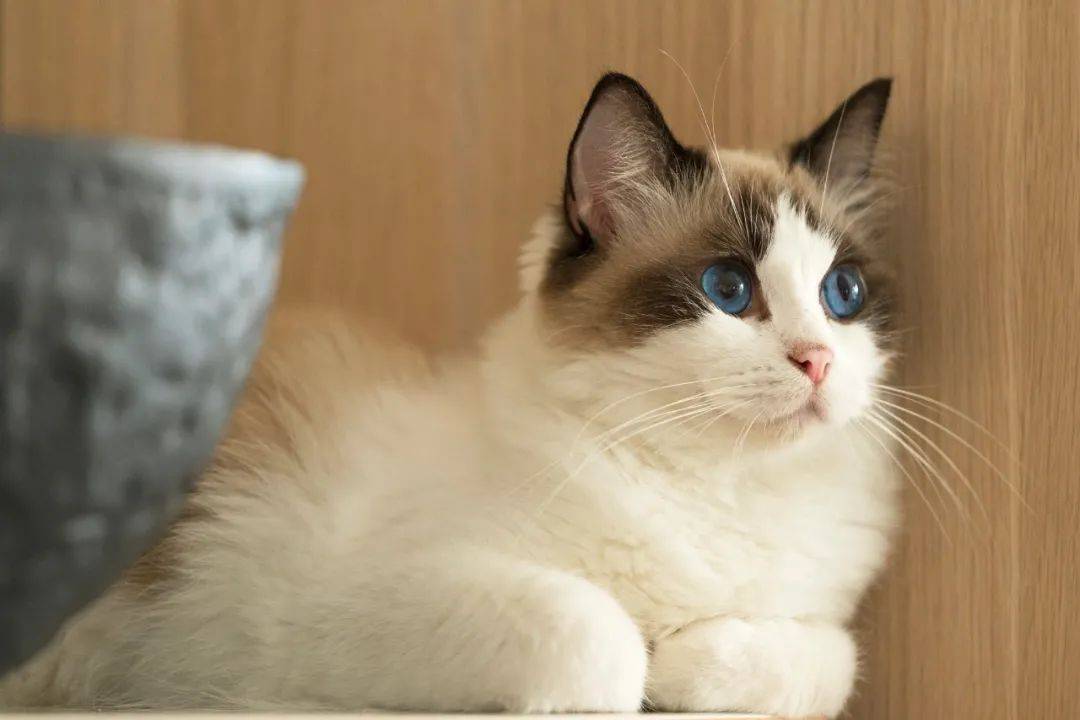 再也不用云吸猫（狗）！盘点新加坡的撸猫撸狗圣地