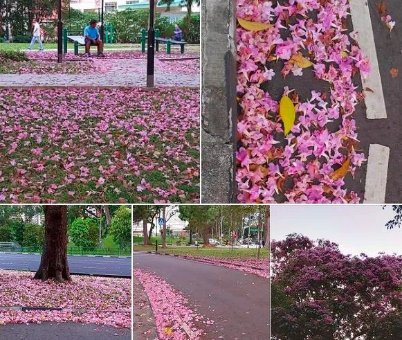“新加坡樱花”全岛绽放中 你打卡了吗