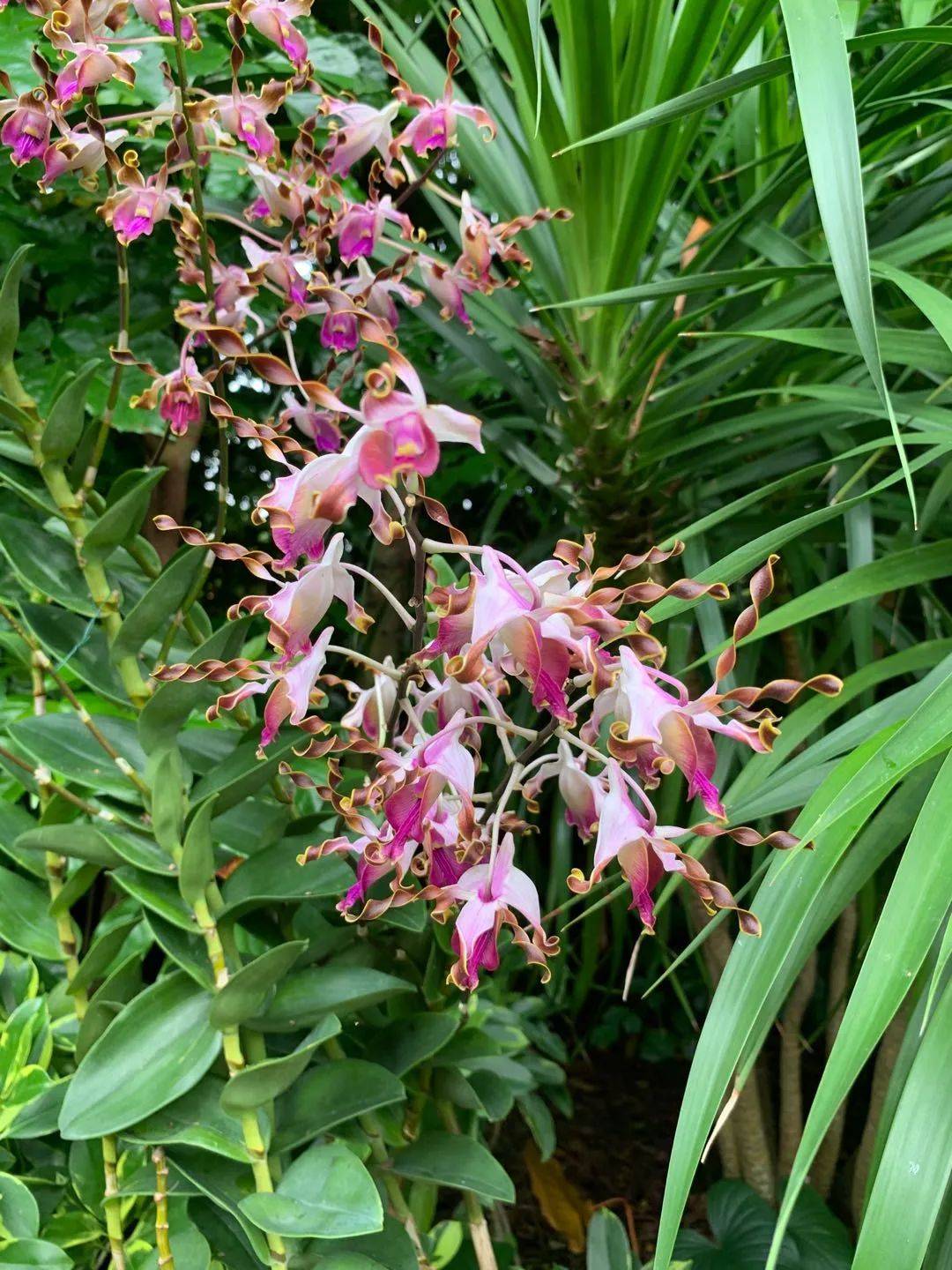 行走狮城——植物园