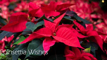 来新加坡，过一个暖暖的圣诞季