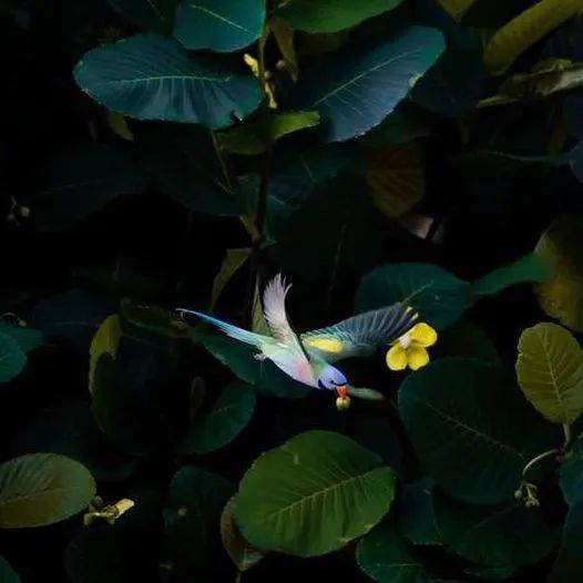 南洋理工大学，每一帧都很美