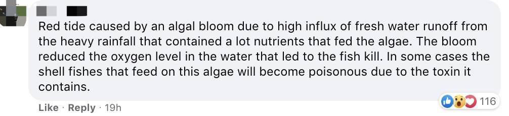 罕见!新加坡圣淘沙这条河变成了粉色,惊现大批死鱼!39年创记录暴雨太作了
