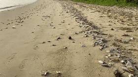 罕见!新加坡圣淘沙这条河变成了粉色,惊现大批死鱼!39年创记录暴雨太作了