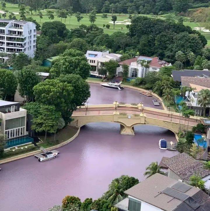 新加坡顶级富豪区升涛湾水道变成粉红色！死鱼成片漂浮，散发出阵阵不可描述的恶臭