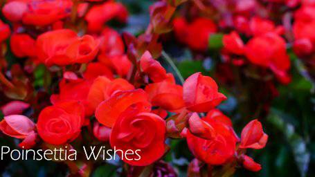 来新加坡，过一个暖暖的圣诞季